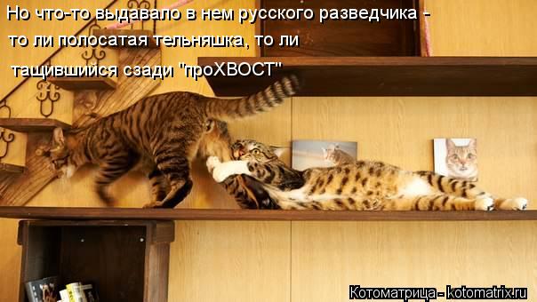Но что-то выдавало в нем русского разведчика - то ли полосатая тельняшка, то ли тащившийся сзади "про... Котоматрица: Но что-то выдавало в нем русского разведчика - то ли полосатая тельняшка, то ли тащившийся сзади "проХВОСТ"