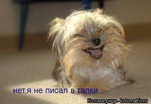 нет,я не писал в тапки...... Котоматрица: нет,я не писал в тапки...