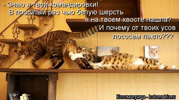 В прошлый раз чью белую шерсть я на твоем хвосте нашла? И почему от твоих усов лососем пахло??? - Зн... Котоматрица: В прошлый раз чью белую шерсть я на твоем хвосте нашла? И почему от твоих усов лососем пахло??? - Знаю я твои командировки!