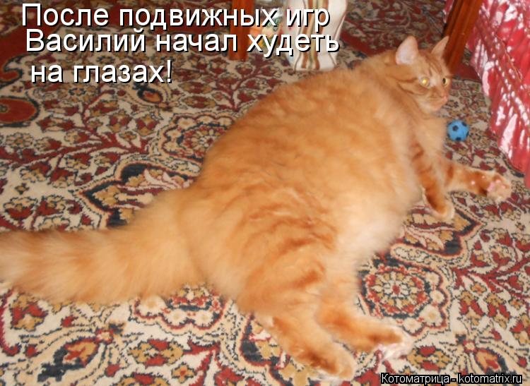 После подвижных игр Василий начал худеть на глазах!... Котоматрица: После подвижных игр Василий начал худеть на глазах!