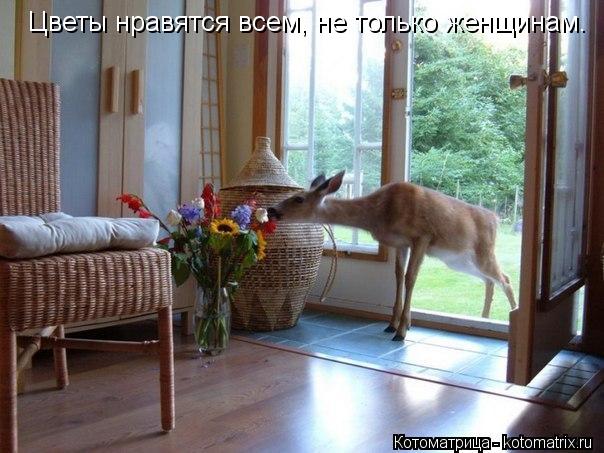 Цветы нравятся всем, не только женщинам.... Котоматрица: Цветы нравятся всем, не только женщинам.