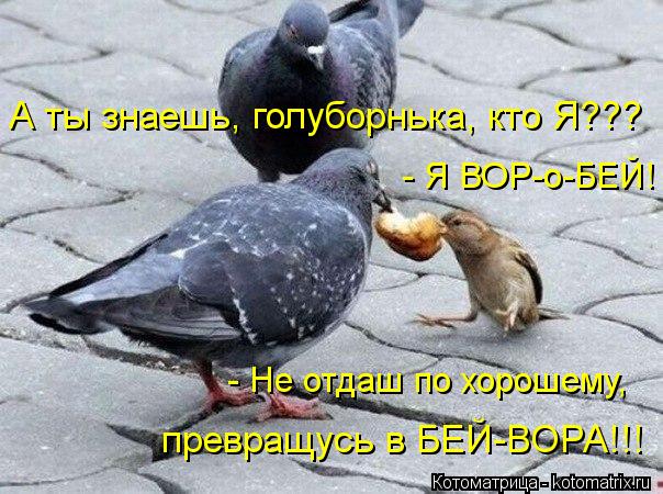 - Я ВОР-о-БЕЙ! превращусь в БЕЙ-ВОРА!!! А ты знаешь, голуборнька, кто Я??? - Не отдаш по хорошему,... Котоматрица: - Я ВОР-о-БЕЙ! превращусь в БЕЙ-ВОРА!!! А ты знаешь, голуборнька, кто Я??? - Не отдаш по хорошему,