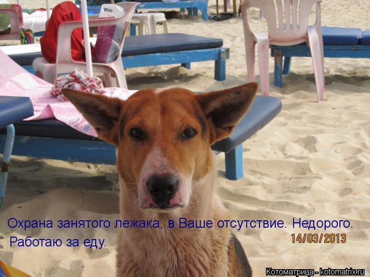 Охрана занятого лежака, в Ваше отсутствие. Недорого. Работаю за еду.... Котоматрица: Охрана занятого лежака, в Ваше отсутствие. Недорого. Работаю за еду.