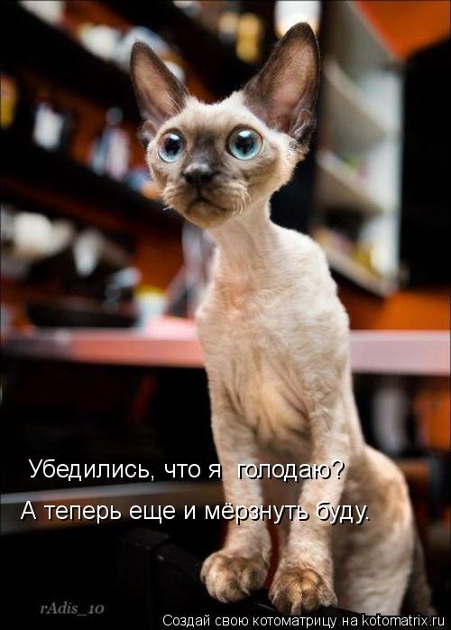 Убедились, что я голодаю? А теперь еще и мёрзнуть буду.... Котоматрица: Убедились, что я голодаю? А теперь еще и мёрзнуть буду.
