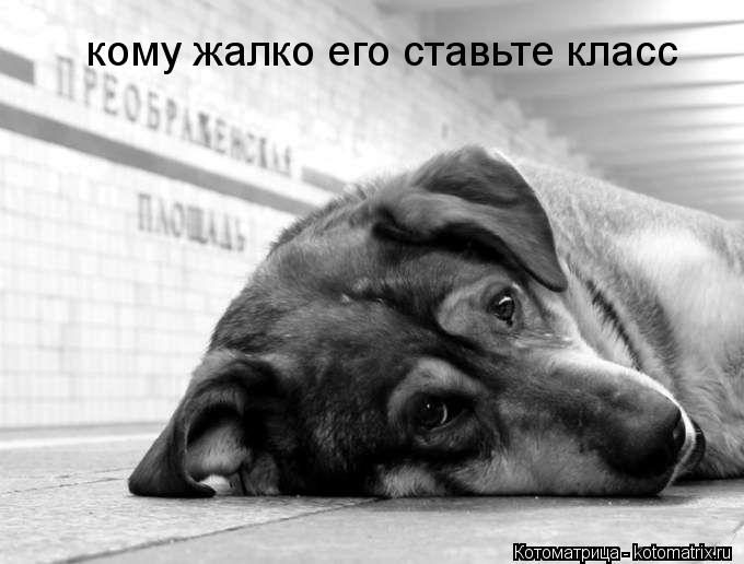 кому жалко его ставьте класс... Котоматрица: кому жалко его ставьте класс