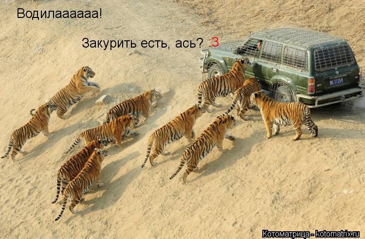 Водилаааааа! Закурить есть, ась? :3... Котоматрица: Водилаааааа! Закурить есть, ась? :3