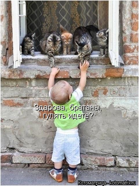 Здарова, братаны, гулять идете?... Котоматрица: Здарова, братаны, гулять идете?