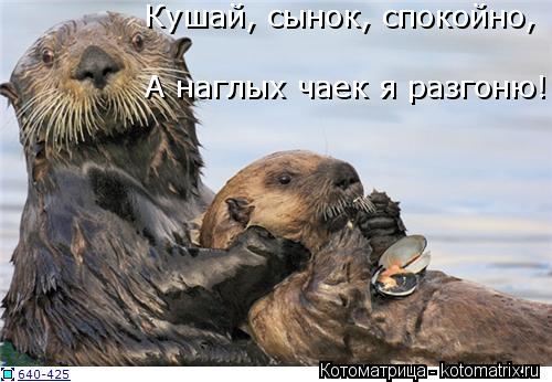 Кушай, сынок, спокойно, А наглых чаек я разгоню!... Котоматрица: Кушай, сынок, спокойно, А наглых чаек я разгоню!