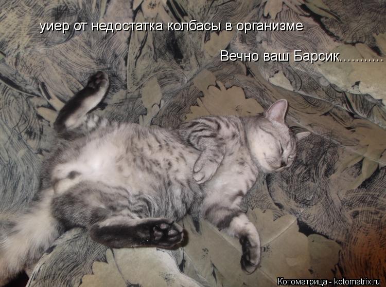 уиер от недостатка колбасы в организме Вечно ваш Барсик.............. Котоматрица: уиер от недостатка колбасы в организме Вечно ваш Барсик...........