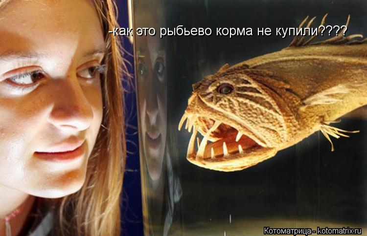 -как это рыбьево корма не купили????... Котоматрица: -как это рыбьево корма не купили????