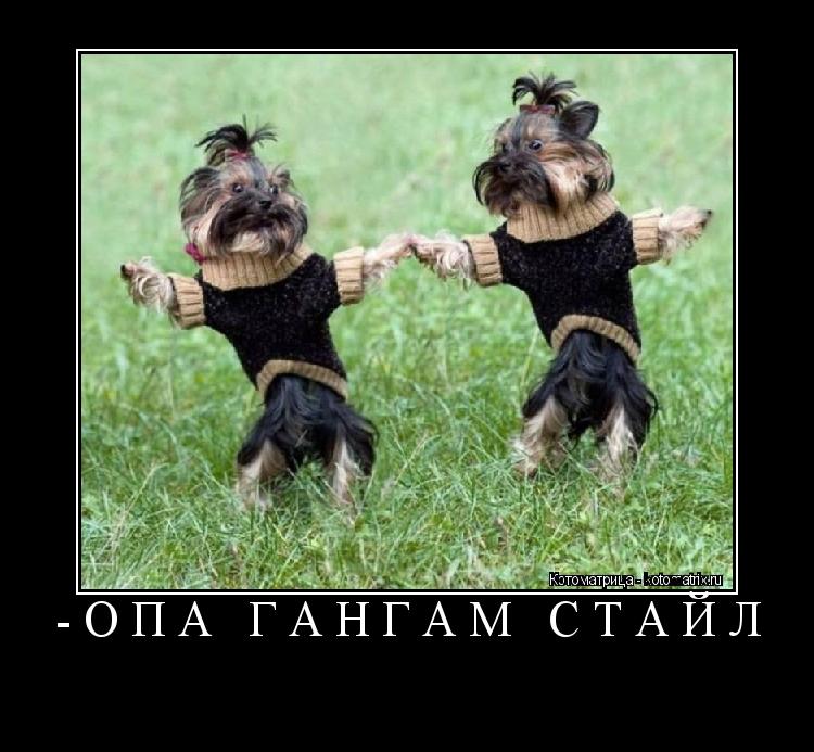 -ОПА ГАНГАМ СТАЙЛ ... Котоматрица: -ОПА ГАНГАМ СТАЙЛ
