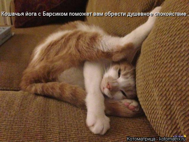 Кошачья йога с Барсиком поможет вам обрести душевное спокойствие...... Котоматрица: Кошачья йога с Барсиком поможет вам обрести душевное спокойствие...