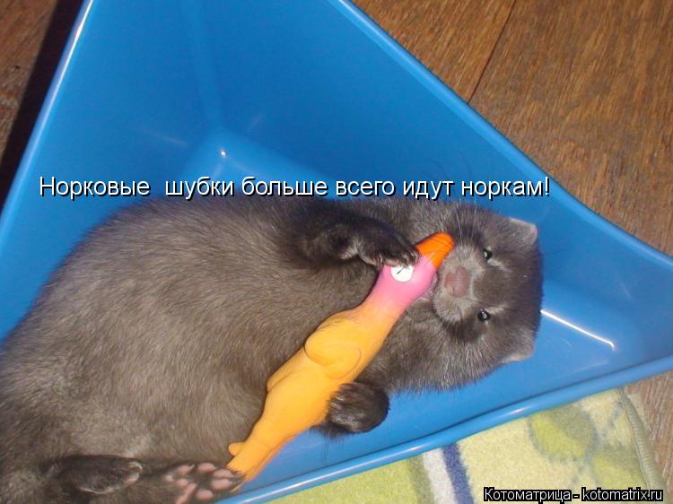 Норковые шубки больше всего идут норкам!... Котоматрица: Норковые шубки больше всего идут норкам!