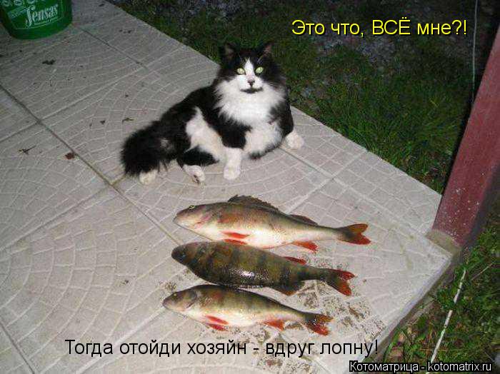 Это что, ВСЁ мне?! Тогда отойди хозяйн - вдруг лопну!... Котоматрица: Это что, ВСЁ мне?! Тогда отойди хозяйн - вдруг лопну!