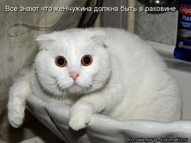 Все знают что жеНчужина должна быть в раковине.... Котоматрица: Все знают что жеНчужина должна быть в раковине.