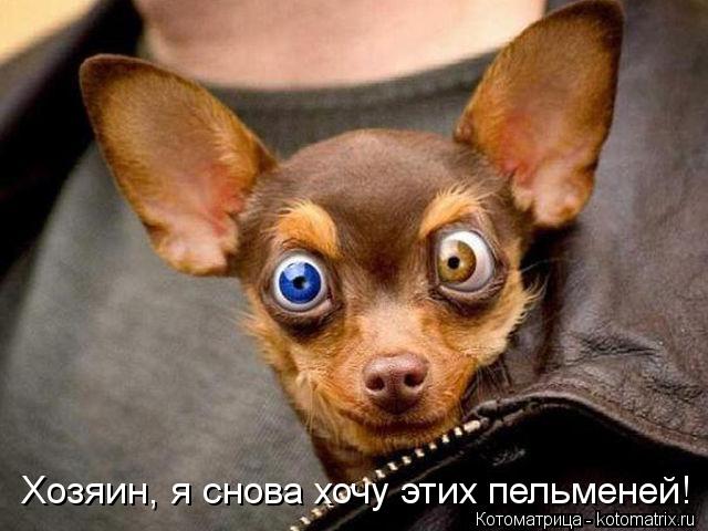 Хозяин, я снова хочу этих пельменей!... Котоматрица: Хозяин, я снова хочу этих пельменей!