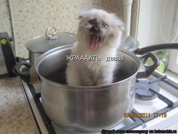 ЖРААААТЬ давай... Котоматрица: ЖРААААТЬ давай