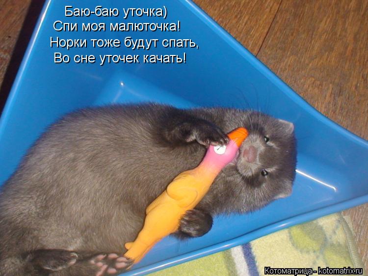 Баю баю уточка) Баю-баю уточка) Спи моя малюточка! Норки тоже будут спать, Во сне уточек качать!... Котоматрица: Баю баю уточка) Баю-баю уточка) Спи моя малюточка! Норки тоже будут спать, Во сне уточек качать!