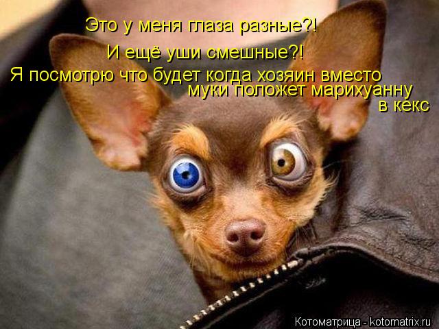 Это у меня глаза разные?! И ещё уши смешные?! Я посмотрю что будет когда хозяин вместо муки положе... Котоматрица: Это у меня глаза разные?! И ещё уши смешные?! Я посмотрю что будет когда хозяин вместо муки положет марихуанну в кекс