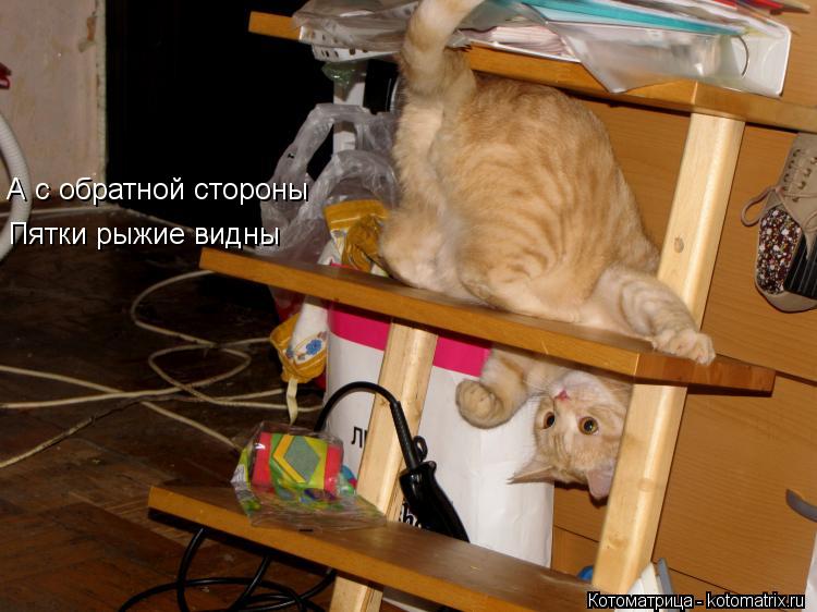 А с обратной стороны Пятки рыжие видны... Котоматрица: А с обратной стороны Пятки рыжие видны