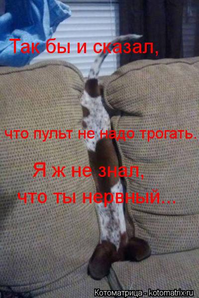 Так бы и сказал, что пульт не надо трогать.... Я ж не знал, что ты нервный...... Котоматрица: Так бы и сказал, что пульт не надо трогать.... Я ж не знал, что ты нервный...