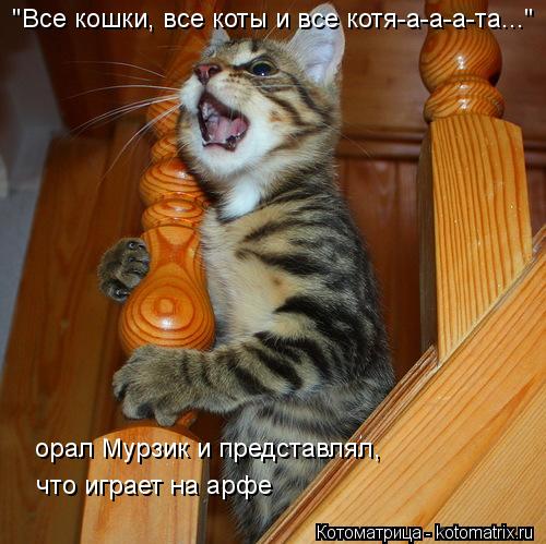 "Все кошки, все коты и все котя-а-а-а-та..." что играет на арфе орал Мурзик и представлял,... Котоматрица: "Все кошки, все коты и все котя-а-а-а-та..." что играет на арфе орал Мурзик и представлял,