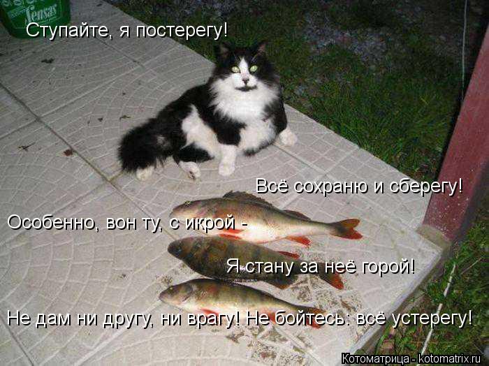 Ступайте, я постерегу! Особенно, вон ту, с икрой - Я стану за неё горой! Всё сохраню и сберегу! Не д... Котоматрица: Ступайте, я постерегу! Особенно, вон ту, с икрой - Я стану за неё горой! Всё сохраню и сберегу! Не дам ни другу, ни врагу! Не бойтесь: всё устере