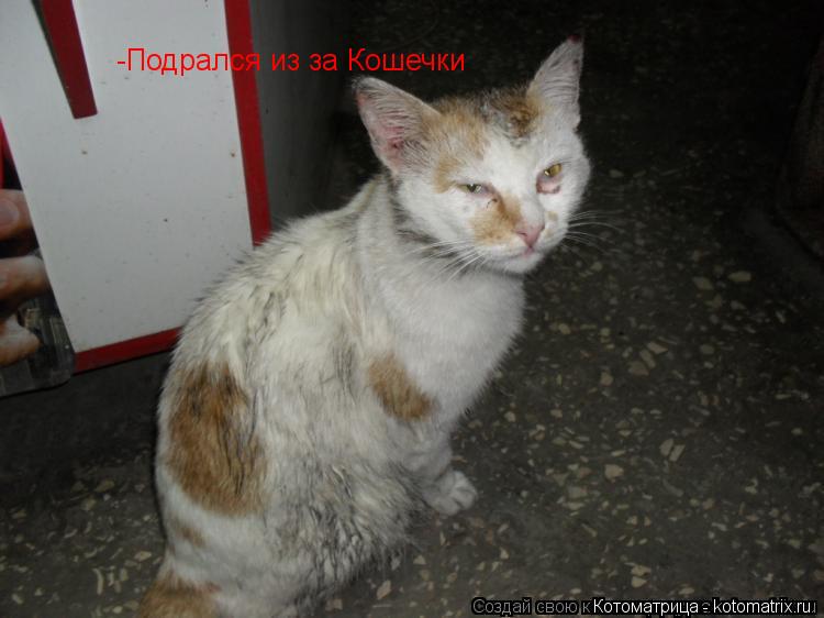-Подрался из за Кошечки... Котоматрица: -Подрался из за Кошечки