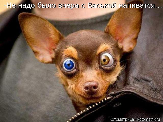 -Не надо было вчера с Васькой напиватся...... Котоматрица: -Не надо было вчера с Васькой напиватся...