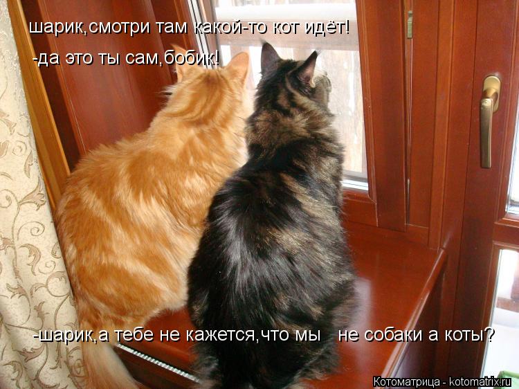 шарик,смотри там какой-то кот идёт! -да это ты сам,бобик! -шарик,а тебе не кажется,что мы не соба... Котоматрица: шарик,смотри там какой-то кот идёт! -да это ты сам,бобик! -шарик,а тебе не кажется,что мы не собаки а коты?