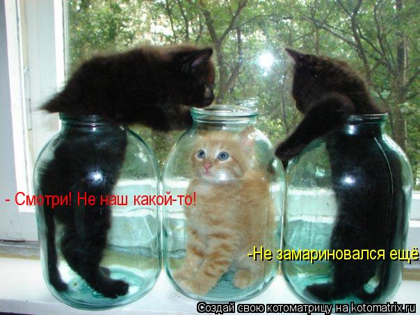 - Смотри! Не наш какой-то! -Не замариновался ещё!... Котоматрица: - Смотри! Не наш какой-то! -Не замариновался ещё!