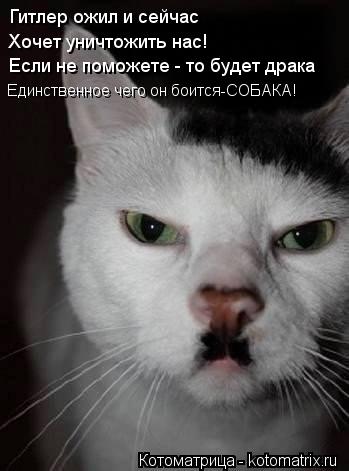 Гитлер ожил и сейчас Хочет уничтожить нас! Если не поможете - то будет драка Единственное чего он бои... Котоматрица: Гитлер ожил и сейчас Хочет уничтожить нас! Если не поможете - то будет драка Единственное чего он боится-СОБАКА!