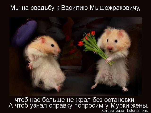 Мы на свадьбу к Василию Мышожраковичу, чтоб нас больше не жрал без остановки. А чтоб узнал-справку по... Котоматрица: Мы на свадьбу к Василию Мышожраковичу, чтоб нас больше не жрал без остановки. А чтоб узнал-справку попросим у Мурки-жены.