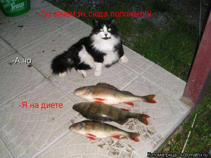-Ты зачем их сюда положыл!!! -А чо -Я на диете... Котоматрица: -Ты зачем их сюда положыл!!! -А чо -Я на диете