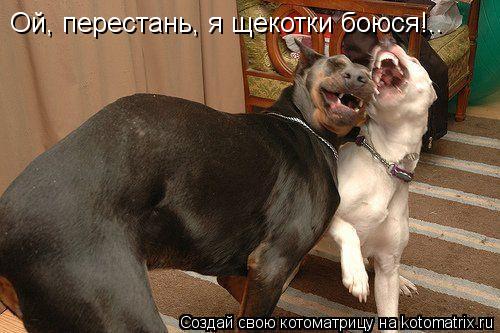 Ой, перестань, я щекотки боюся!..... Котоматрица: Ой, перестань, я щекотки боюся!..