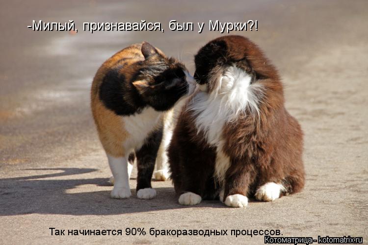 -Милый, признавайся, был у Мурки?! Так начинается 90% бракоразводных процессов.... Котоматрица: -Милый, признавайся, был у Мурки?! Так начинается 90% бракоразводных процессов.