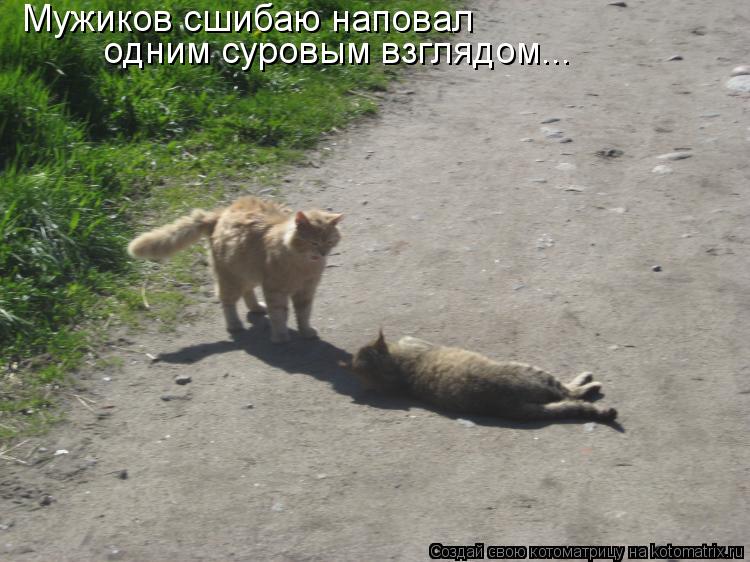 Мужиков сшибаю наповал одним суровым взглядом...... Котоматрица: Мужиков сшибаю наповал одним суровым взглядом...