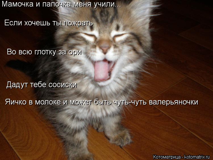Мамочка и папочка меня учили... Яичко в молоке и может быть чуть-чуть валерьяночки Дадут тебе сосиски... Котоматрица: Мамочка и папочка меня учили... Яичко в молоке и может быть чуть-чуть валерьяночки Дадут тебе сосиски Во всю глотку за ори Если хочешь ты пож