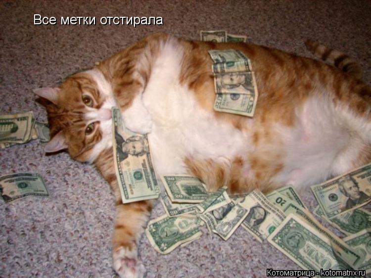 Все метки отстирала... Котоматрица: Все метки отстирала
