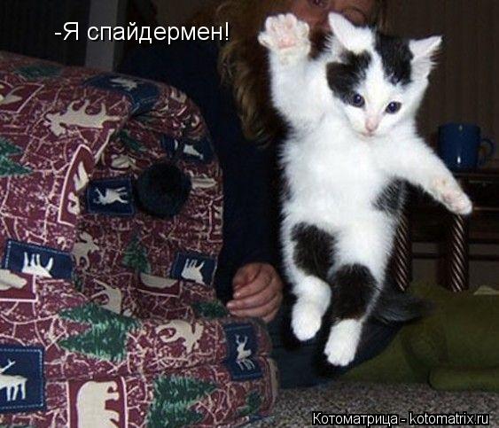 -Я спайдермен!... Котоматрица: -Я спайдермен!
