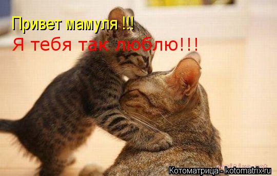 Привет мамуля !!! Я тебя так люблю!!!... Котоматрица: Привет мамуля !!! Я тебя так люблю!!!