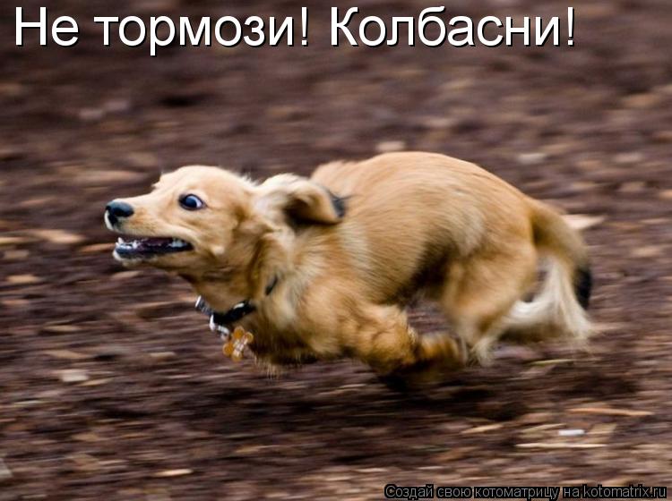 Не тормози! Колбасни!... Котоматрица: Не тормози! Колбасни!