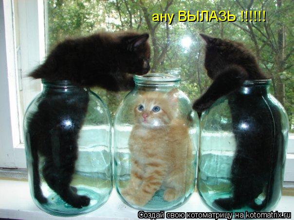 ану ВЫЛАЗЬ !!!!!!... Котоматрица: ану ВЫЛАЗЬ !!!!!!