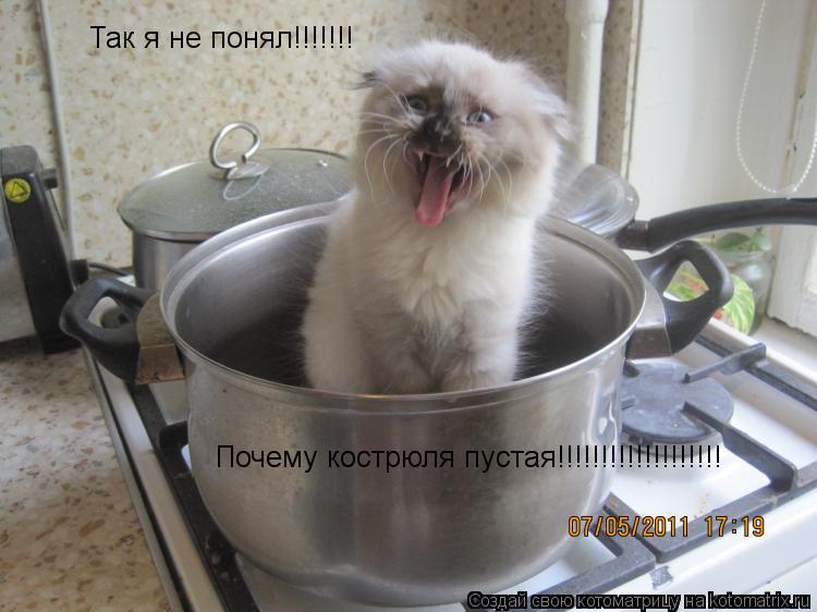Так я не понял!!!!!!! Почему кострюля пустая!!!!!!!!!!!!!!!!!!!... Котоматрица: Так я не понял!!!!!!! Почему кострюля пустая!!!!!!!!!!!!!!!!!!!