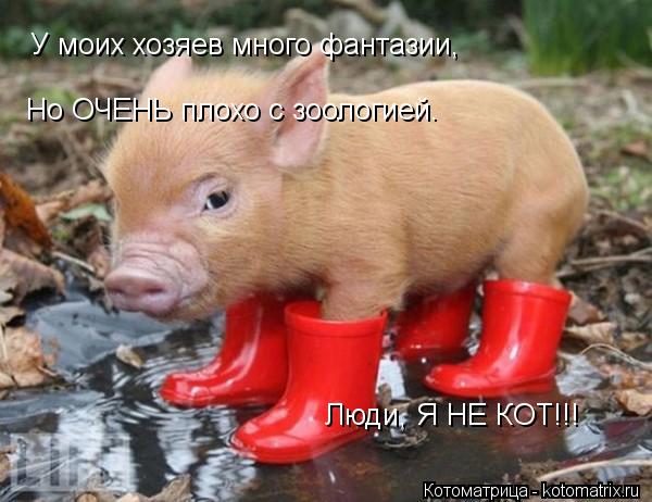 У моих хозяев много фантазии, Но ОЧЕНЬ плохо с зоологией. Люди, Я НЕ КОТ!!!... Котоматрица: У моих хозяев много фантазии, Но ОЧЕНЬ плохо с зоологией. Люди, Я НЕ КОТ!!!
