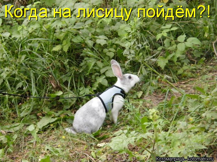 Когда на лисицу пойдём?!... Котоматрица: Когда на лисицу пойдём?!