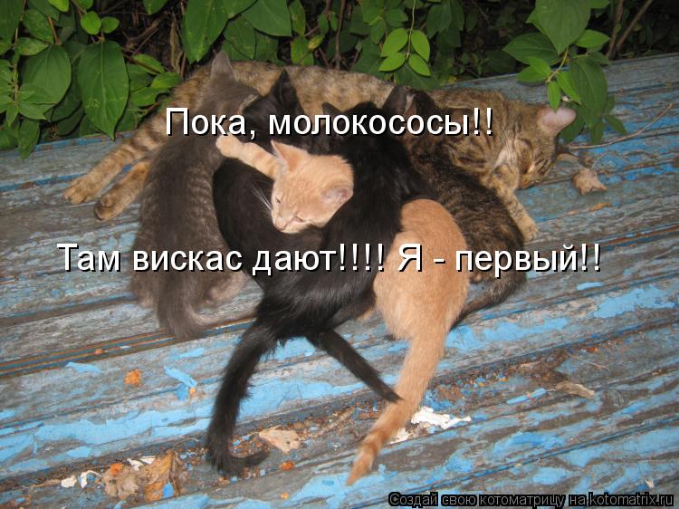 Пока, молокососы!! Там вискас дают!!!! Я - первый!!... Котоматрица: Пока, молокососы!! Там вискас дают!!!! Я - первый!!