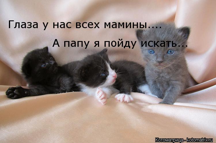 Глаза у нас всех мамины.... А папу я пойду искать...... Котоматрица: Глаза у нас всех мамины.... А папу я пойду искать...