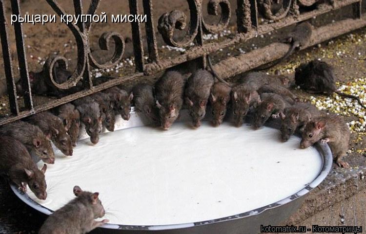 рыцари круглой миски... Котоматрица: рыцари круглой миски