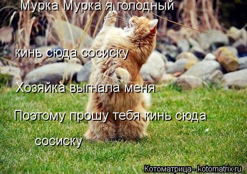 Мурка Мурка я голодный кинь сюда сосиску Хозяйка выгнала меня Поэтому прошу тебя кинь сюда сосиску... Котоматрица: Мурка Мурка я голодный кинь сюда сосиску Хозяйка выгнала меня Поэтому прошу тебя кинь сюда сосиску